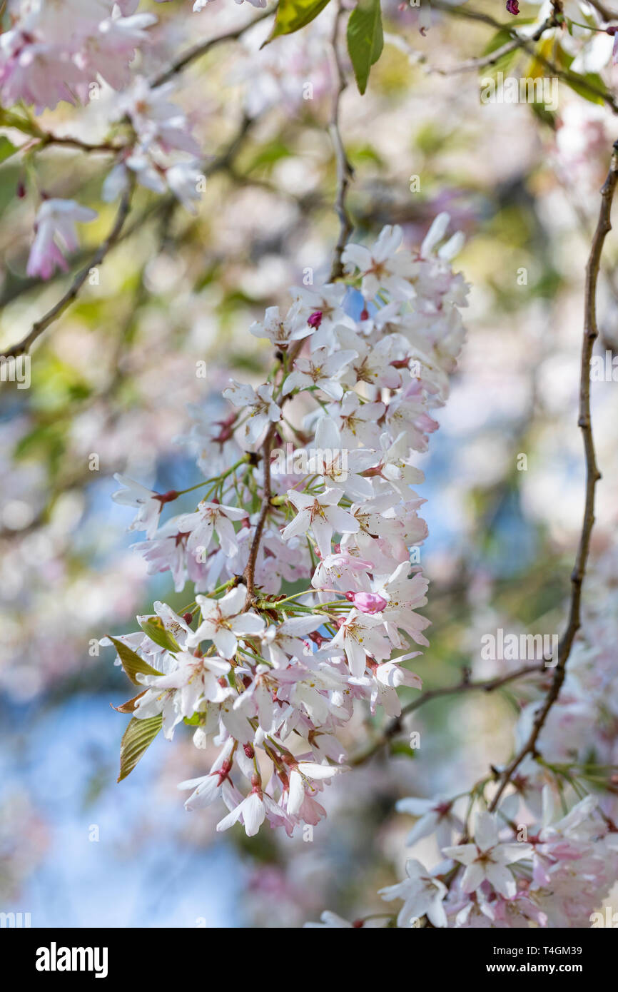Gros plan sur Prunus pendula Stellata - floraison des cerisiers en fleurs dans un jardin printanier en avril, Angleterre, Royaume-Uni Banque D'Images