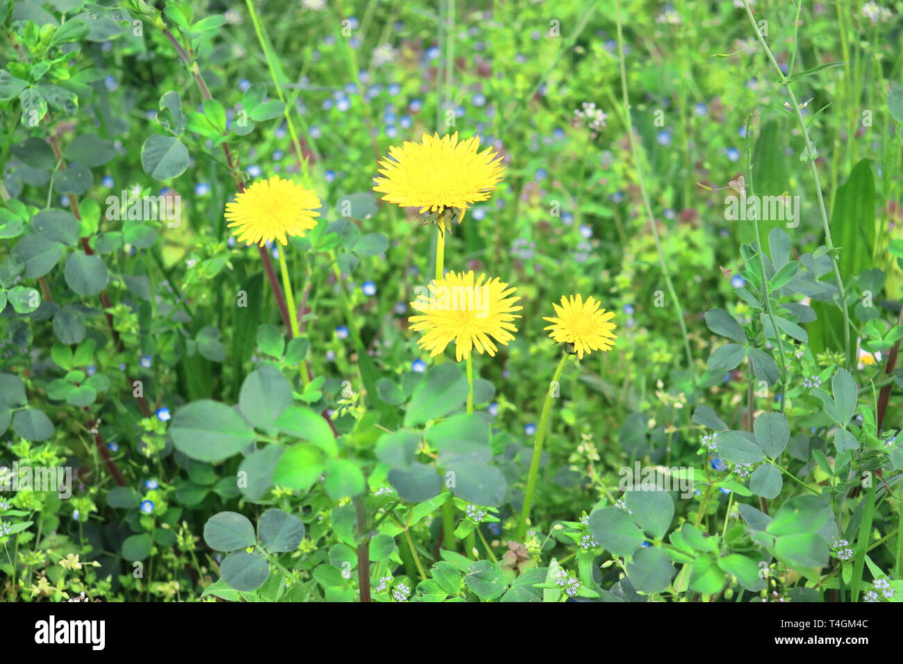 Différents types de fleurs dans l'herbe sur ressort : Taraxacum officinalis, Dente di leone Banque D'Images