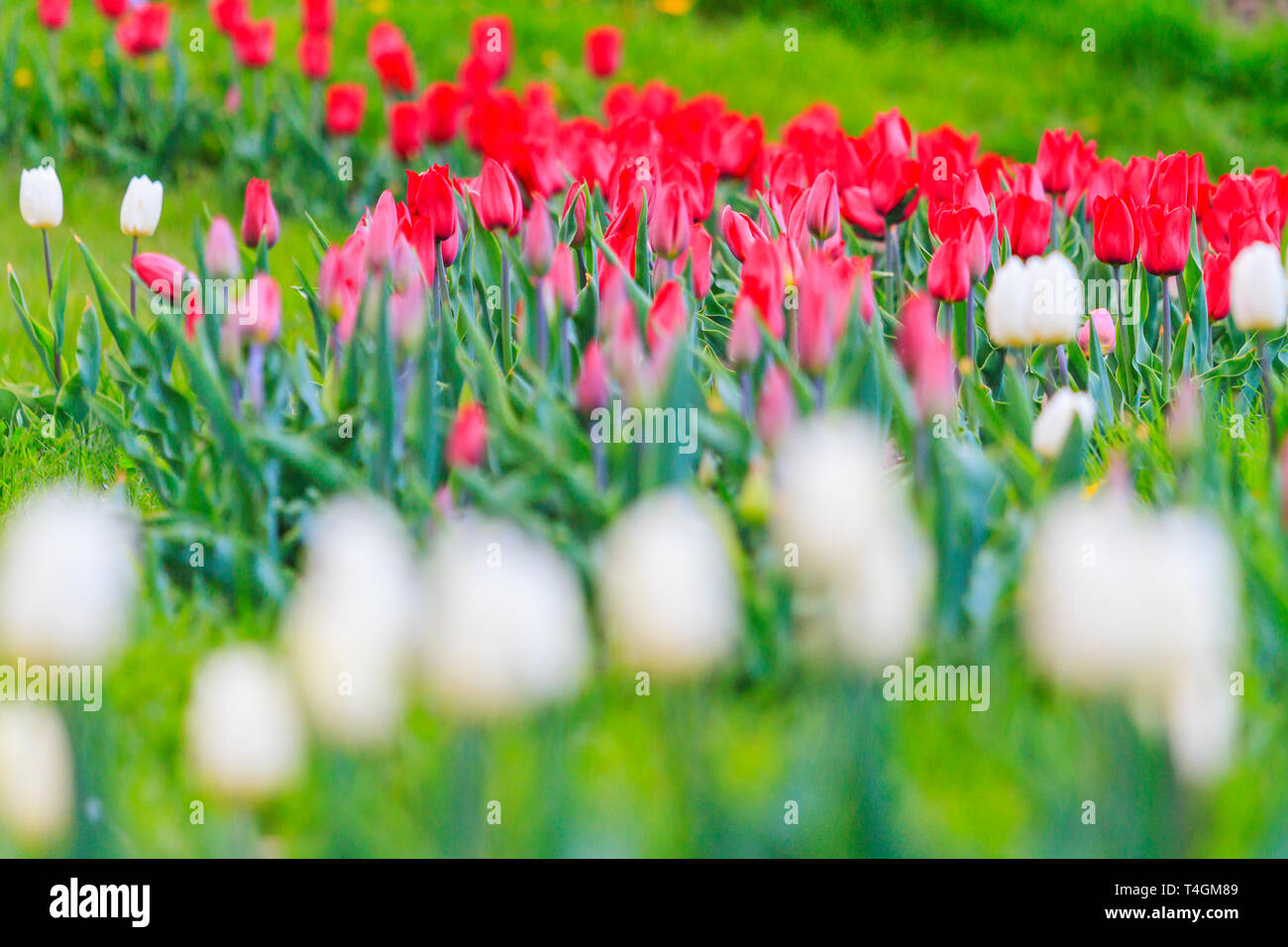 Tulipes rouges et blancs dans le parc de la ville Banque D'Images