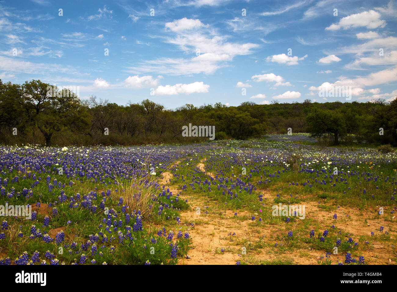 Vieux Chemin à travers un champ de fleurs sauvages dans la région de Hill Country, Texas Banque D'Images