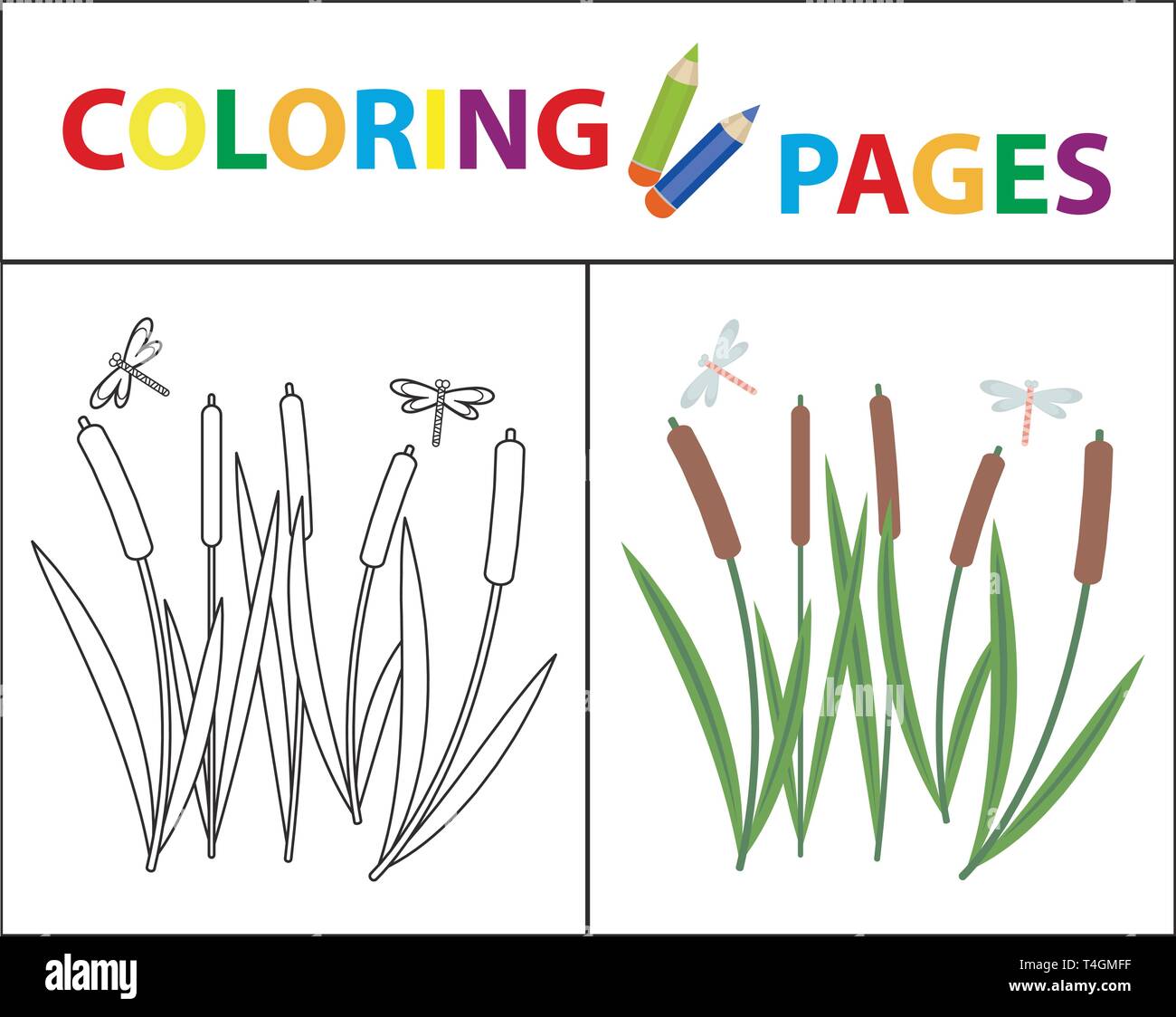 La page de coloriage pour les enfants. Des roseaux et des libellules. Plan et croquis version couleur. L'éducation des enfants. Vector illustration. Illustration de Vecteur