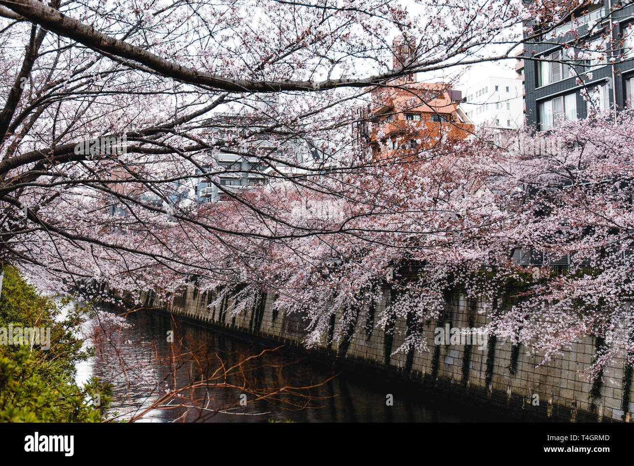 Cherry Blosson à Meguro River à Tokyo, Japon Banque D'Images