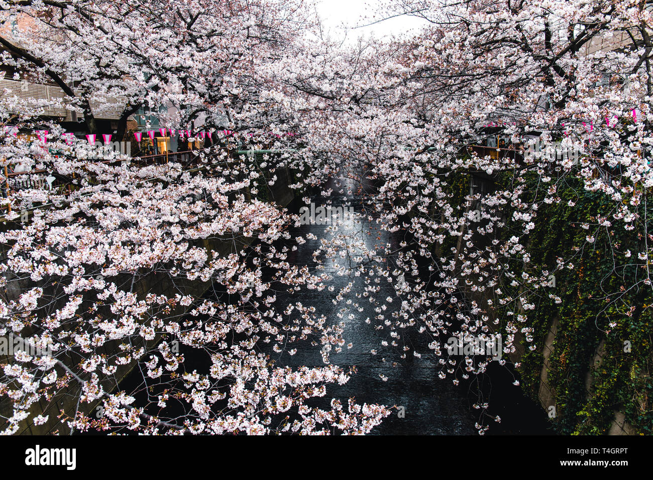 Cherry Blosson à Meguro River à Tokyo, Japon Banque D'Images