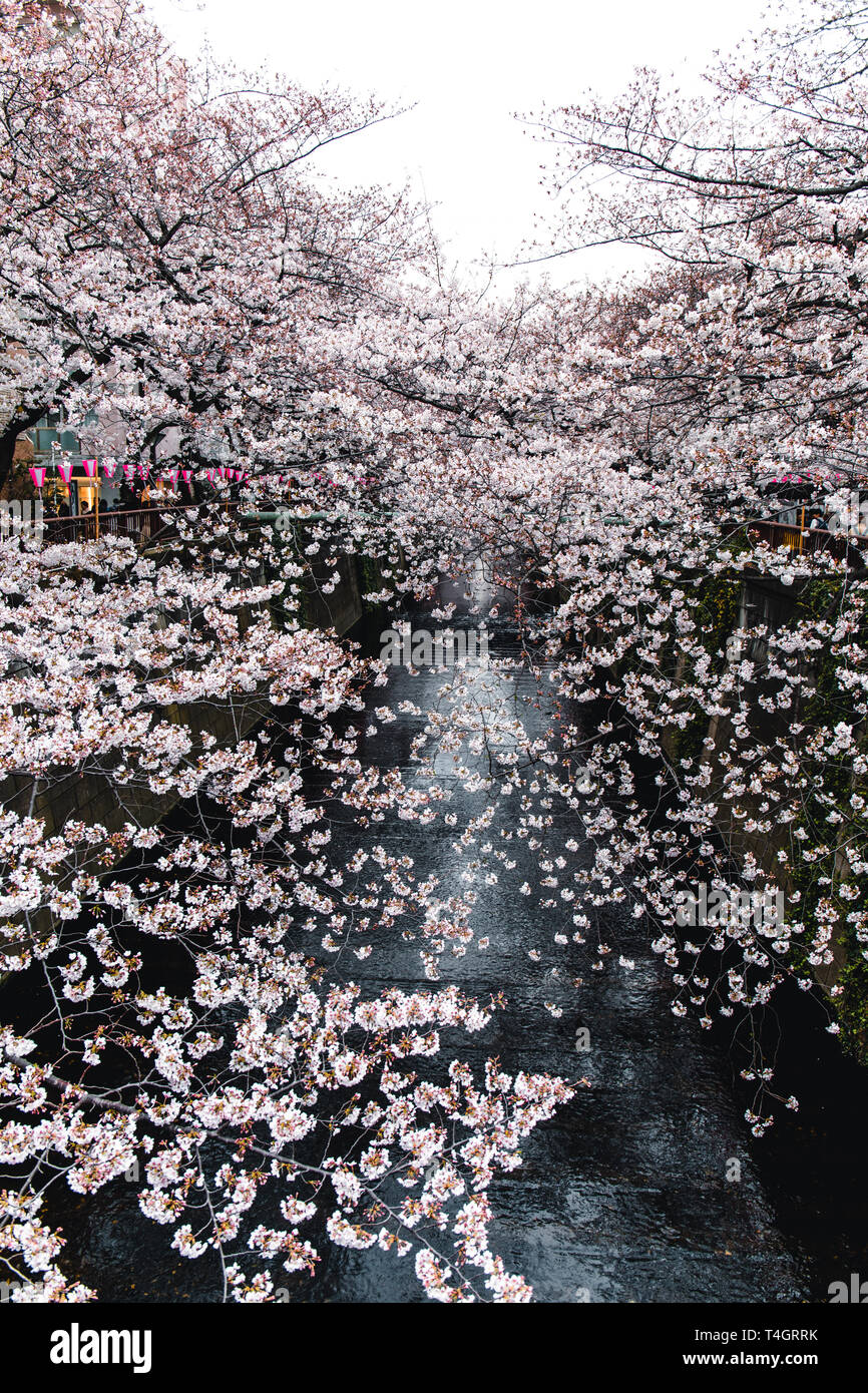 Cherry Blosson à Meguro River à Tokyo, Japon Banque D'Images