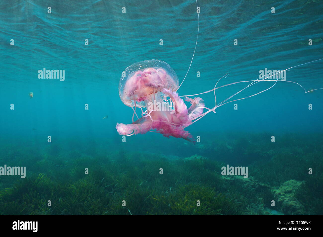 Belles méduses sous l'eau à la mer Méditerranée, Mauves Pelagia noctiluca stinger, Espagne Banque D'Images