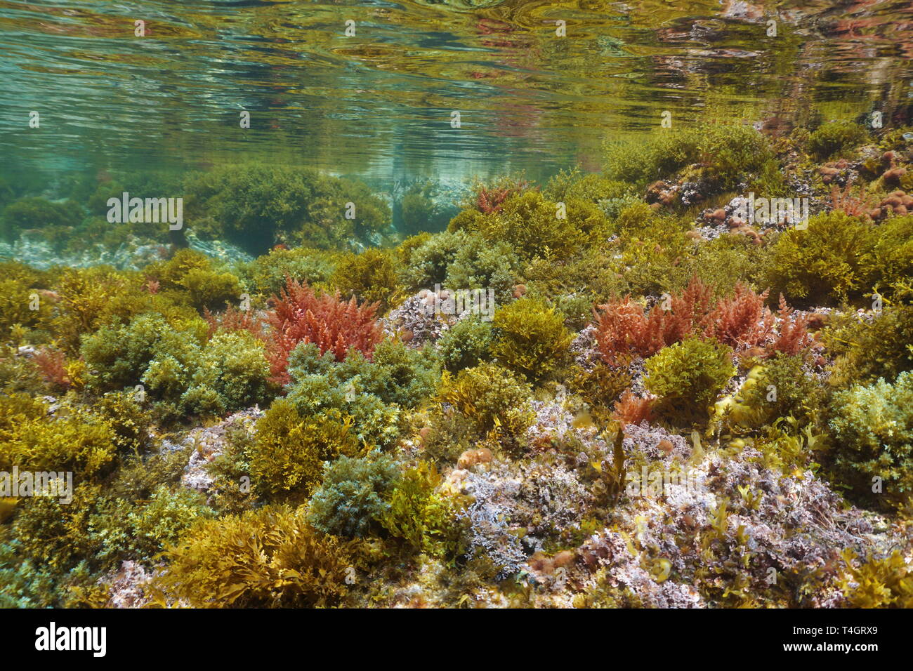 La diversité des algues sous l'eau à la mer Méditerranée au printemps, Costa Brava, Catalogne, Espagne Banque D'Images