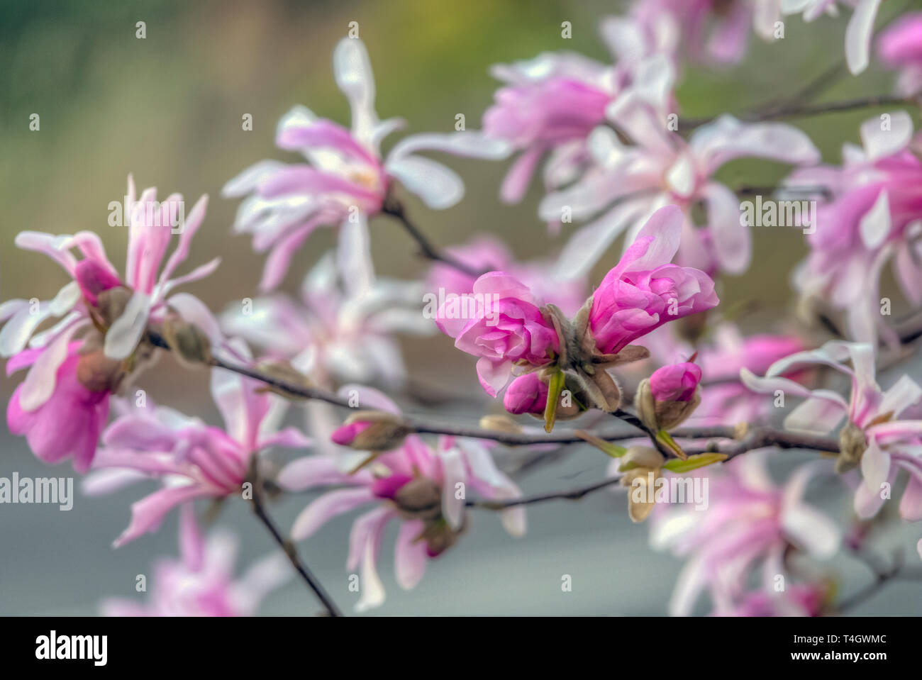 Magnolia stellata, parfois appelé l'étoile magnolia, est un arbuste à croissance lente ou petit arbre originaire du Japon Banque D'Images