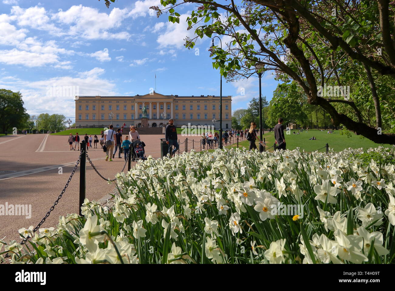 À proximité du parc du palais royal à Oslo, Norvège, blanc belle fleurs de printemps fleurs, arbres verts, les gens à pied, construction de palais sur l'horizon. Banque D'Images