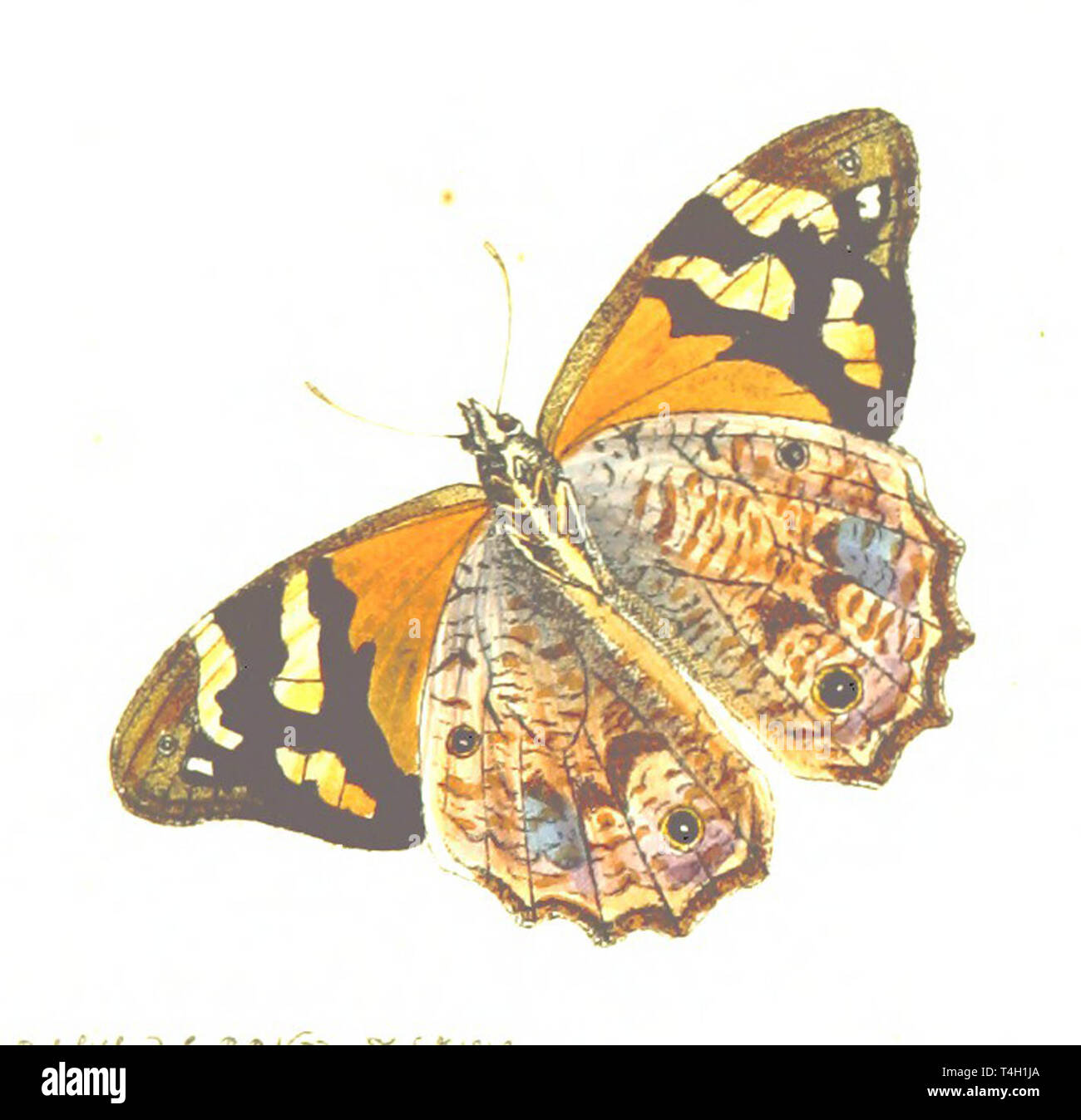 Vintage butterfly illustration Banque D'Images