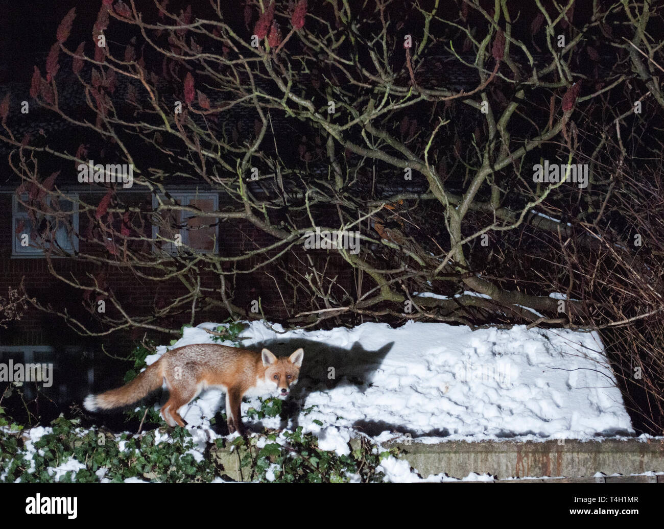 Des profils le renard roux, Vulpes vulpes, dans jardin de banlieue de Londres, Royaume-Uni Banque D'Images