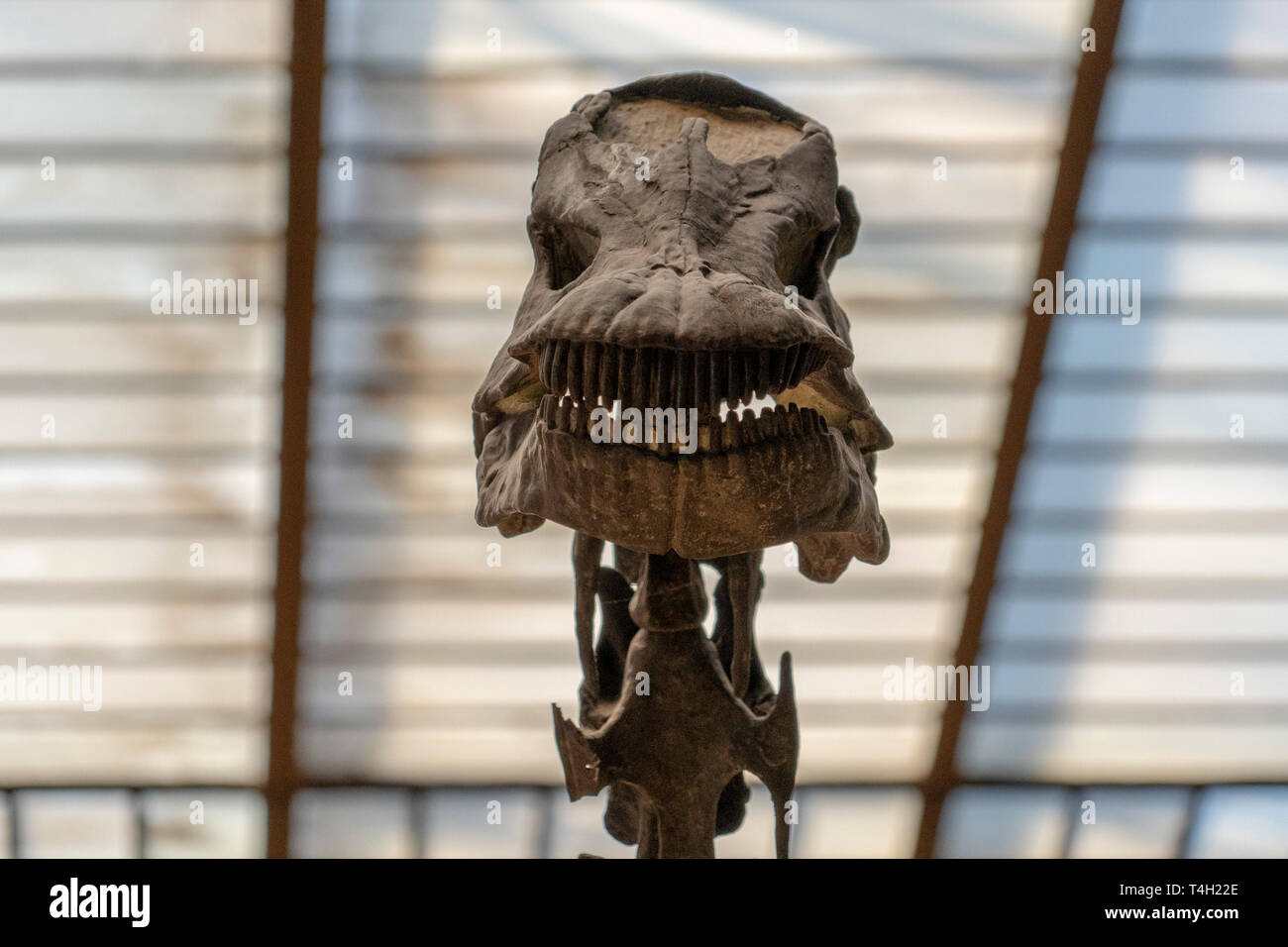 Trex squelette crâne close up Banque D'Images