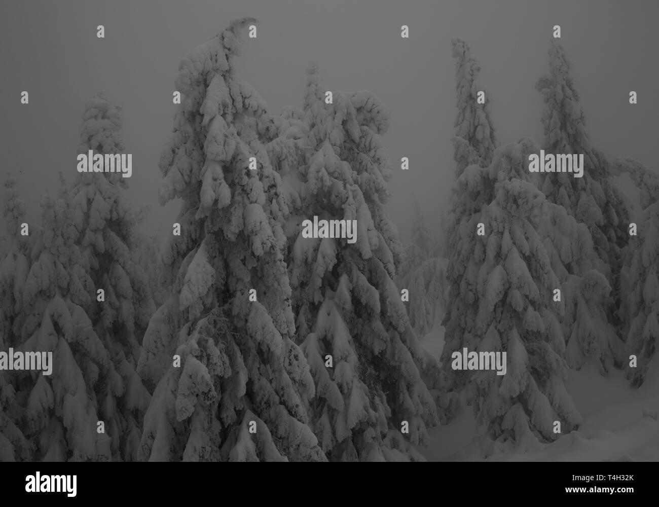 Dans une forêt autour d'arbres gelés Banque D'Images