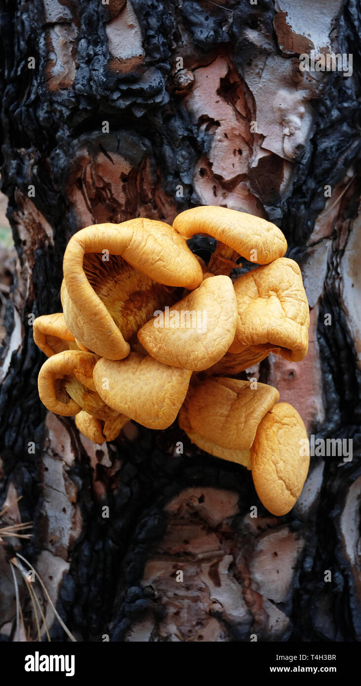 Pleurotus sp ou orange champignons grillés sur le tronc d'un conifère à haute altitude, un biotope accueillant pour les champignons, le Parc National du Teide Banque D'Images
