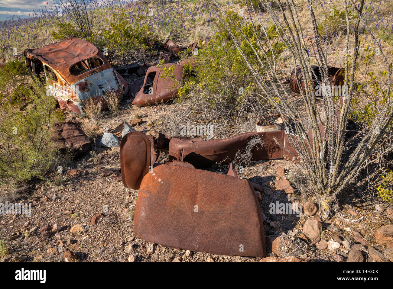 1940 Accident de voiture abandonnée au désert de Chihuahuan borderland, River Road, Big Bend National Park, Texas, États-Unis Banque D'Images