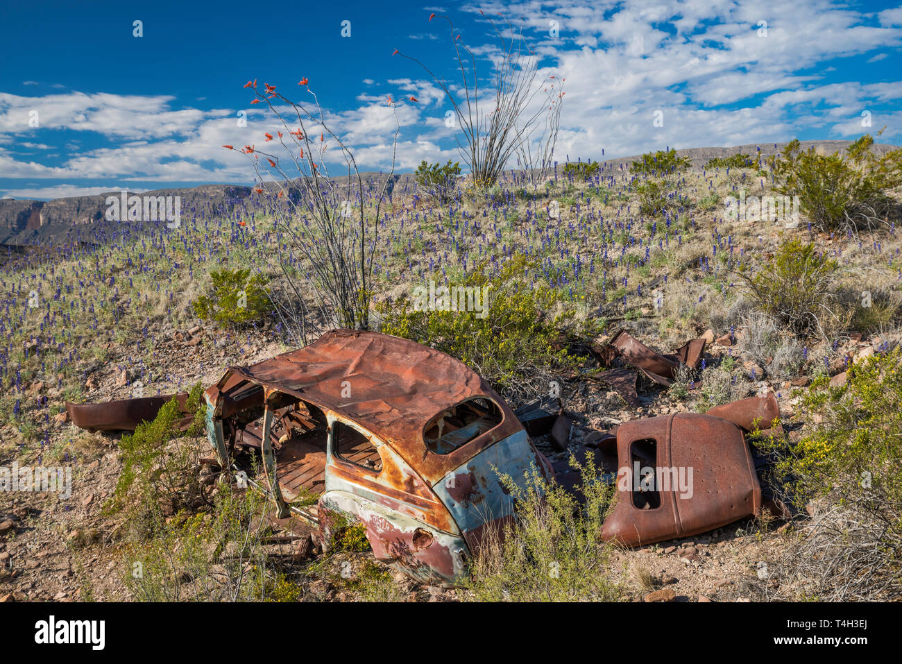 1940 Accident de voiture abandonnée au désert de Chihuahuan borderland, bluebonnets en fleur, River Road, Big Bend National Park, Texas, États-Unis Banque D'Images