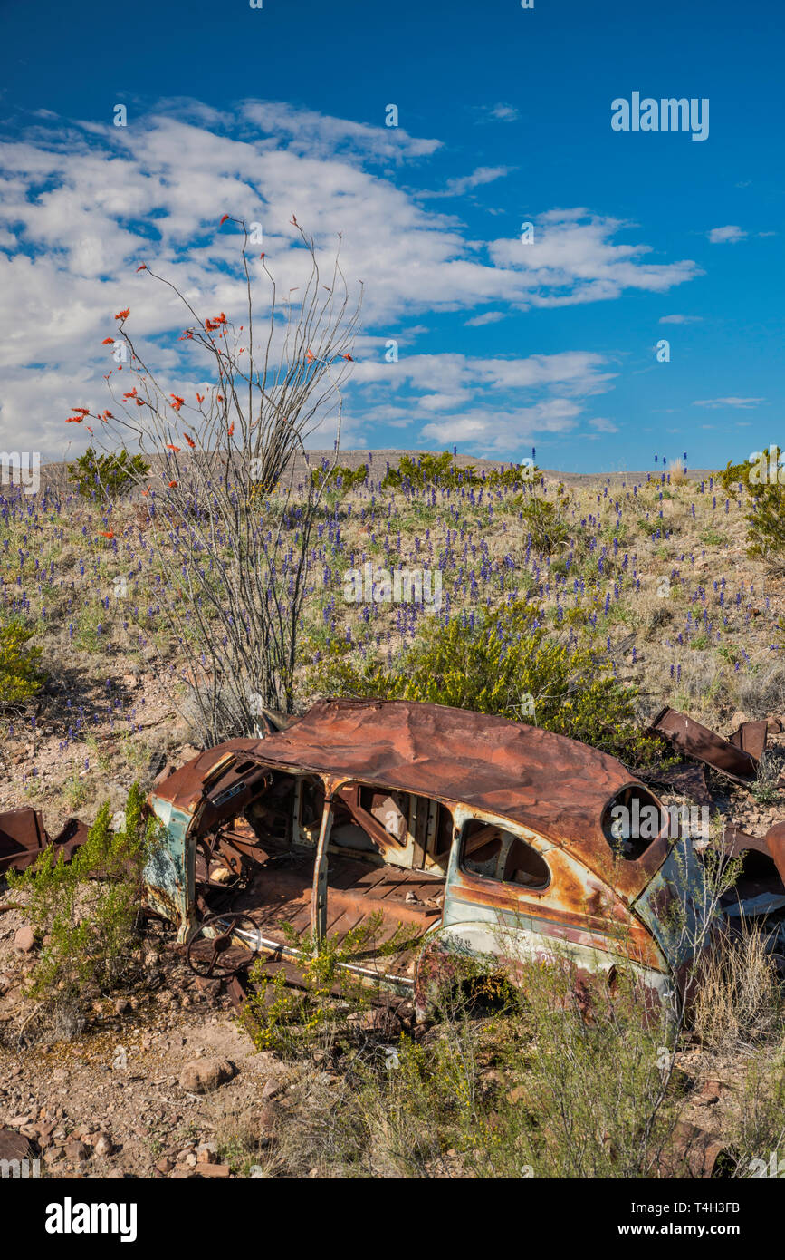 1940 Accident de voiture abandonnée au désert de Chihuahuan borderland, bluebonnets en fleur, River Road, Big Bend National Park, Texas, États-Unis Banque D'Images