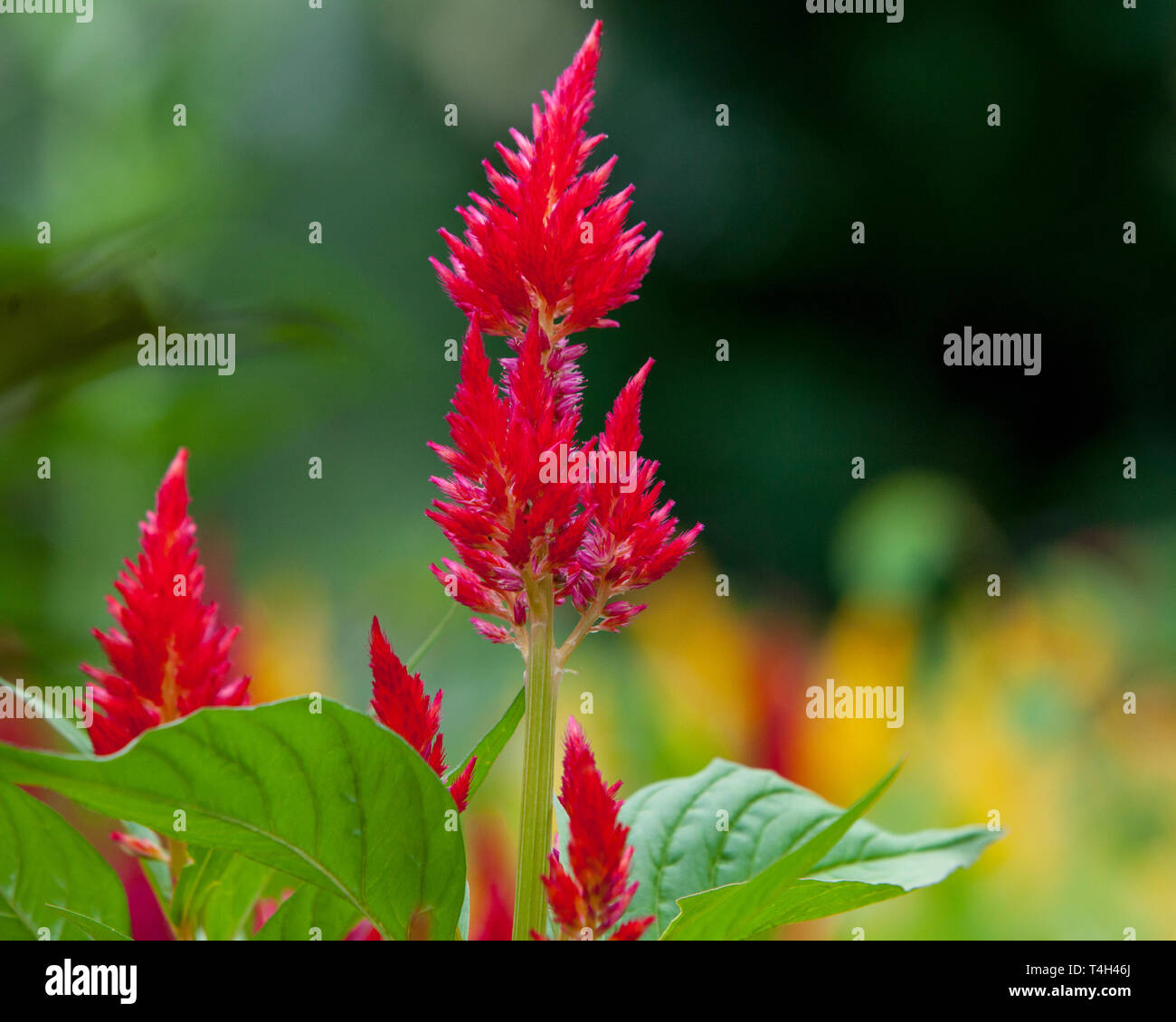Flora Jardin d'Astilbe rouge fond vert tiges Banque D'Images
