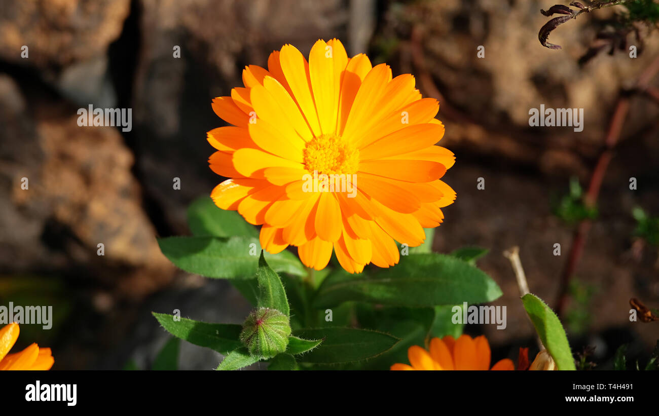 Marigold en fleur fraîche connu aussi sous le nom de Calendula officinalis  croissant dans le jardin, une fleur comestible avec de nombreuses  utilisations médicales Photo Stock - Alamy