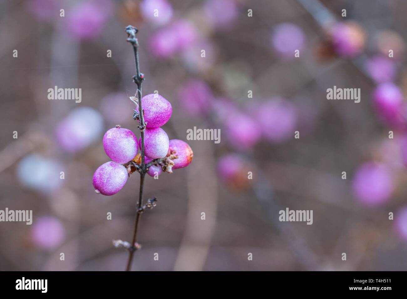 Fleurs violettes sur une plante au printemps, Allemagne Banque D'Images