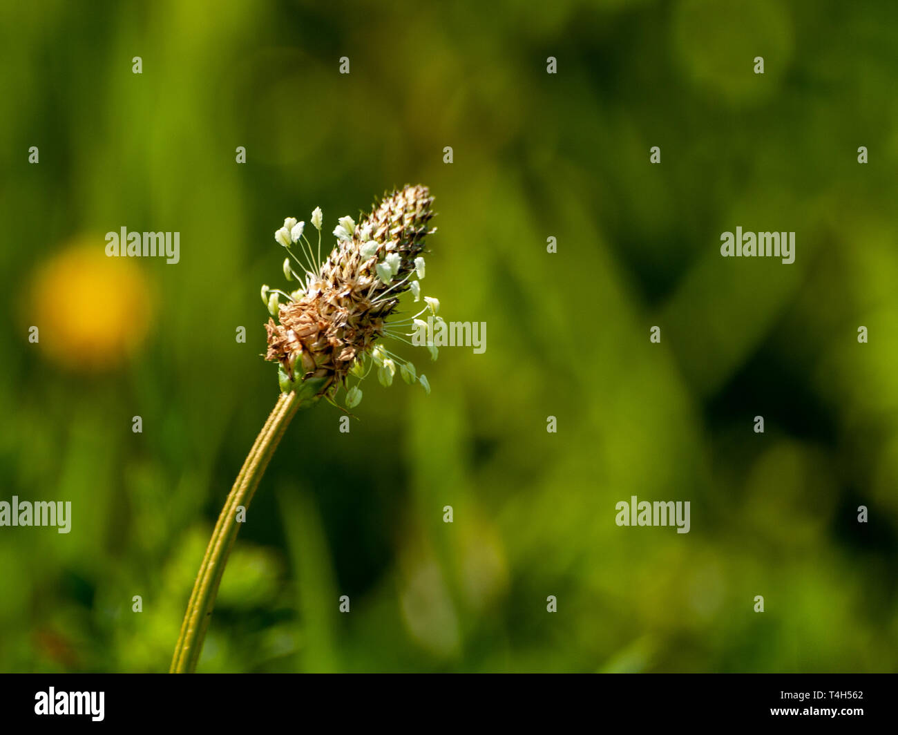 Un plantain lancéole (Plantago lanceolata) fleur en ressort avec un arrière-plan flou Banque D'Images