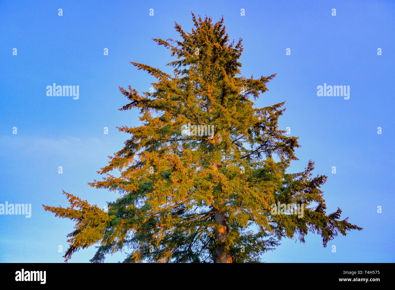 Sapin de Douglas, , Burnaby Mountain Conservation Area, Burnaby, British Columbia Canada. Banque D'Images