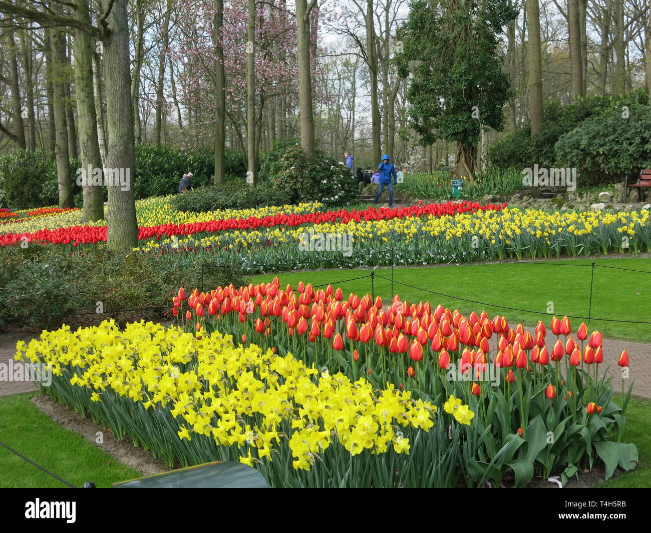 Literie colorée affiche de tulipes et autres bulbes de printemps sont une  caractéristique de la fête champêtre annuelle à Keukenhof, aux Pays-Bas ;  Avril 2019 Photo Stock - Alamy