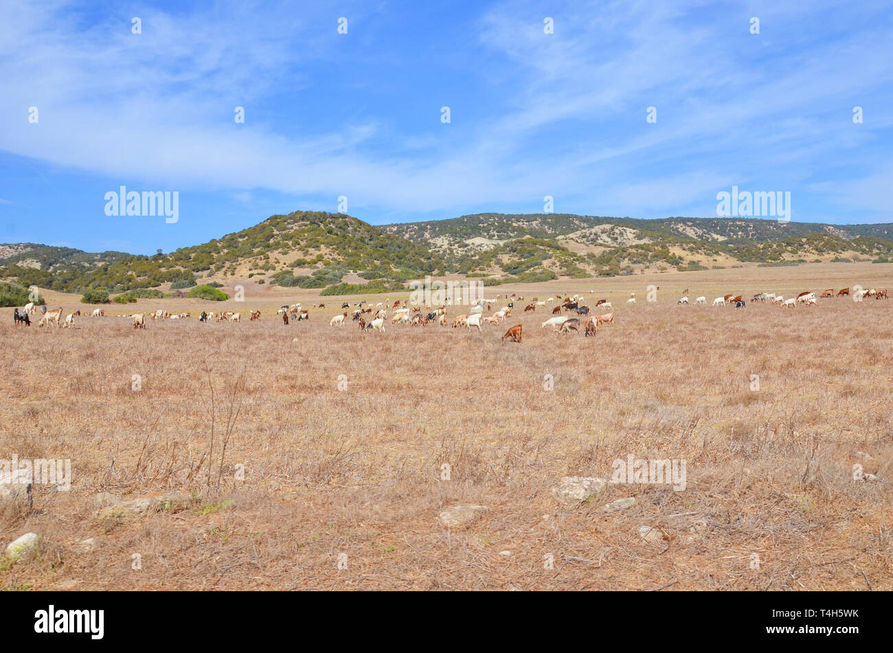 Beau paysage chypriote à sec avec troupeau de chèvres. Les petites collines avec des arbres subtropicaux en arrière-plan. Pris dans une superbe péninsule de Karpas. Banque D'Images