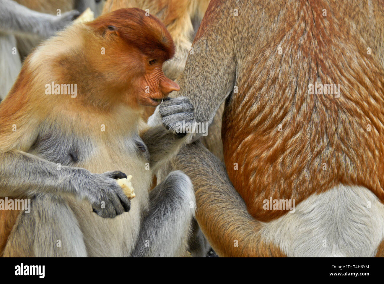 Portrait de jeune homme (proboscis monkey) bec long de manger, Sabah (Bornéo), Malaisie Banque D'Images
