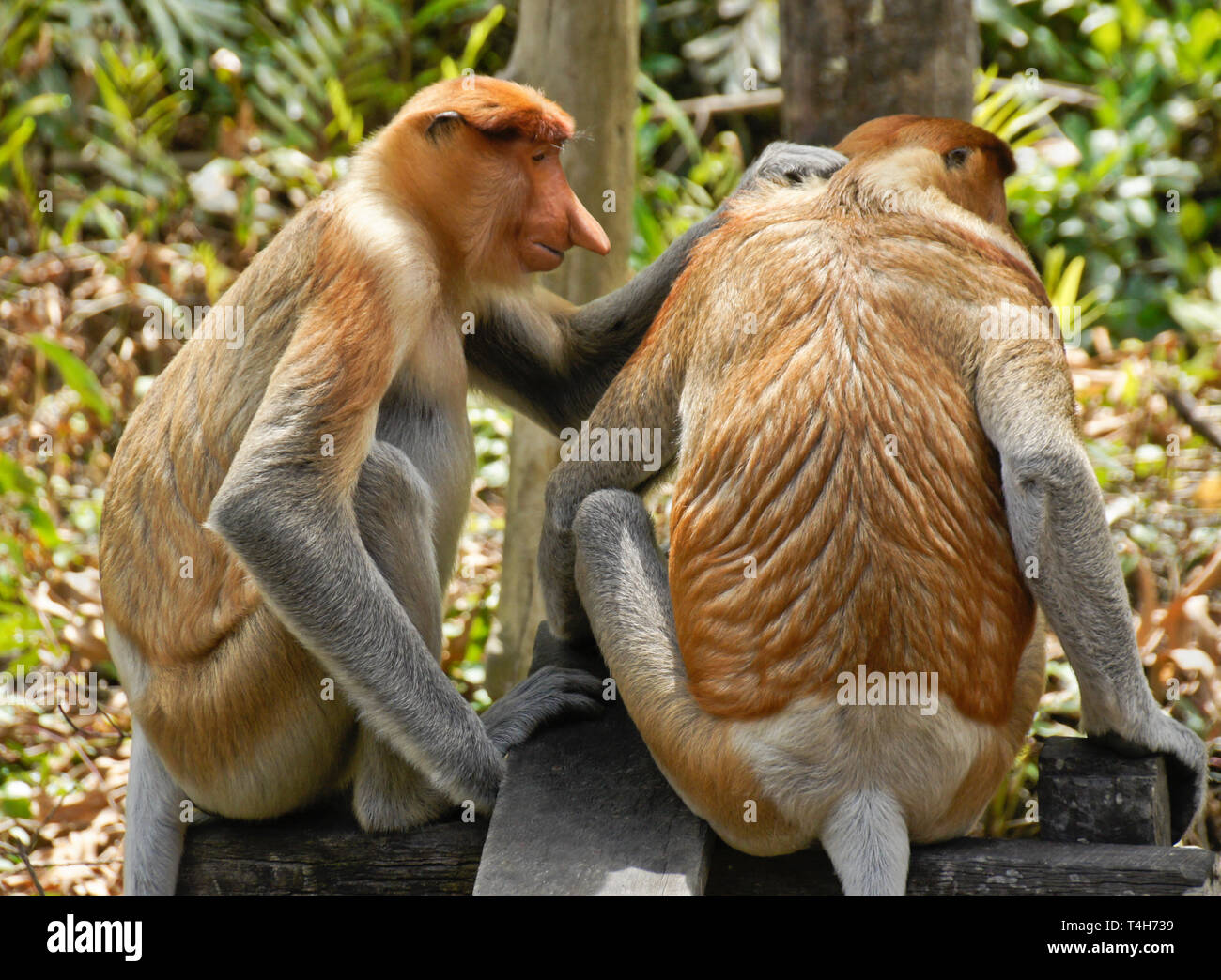 Proboscis masculins (singes) bec long toilettage, Sabah (Bornéo), Malaisie Banque D'Images