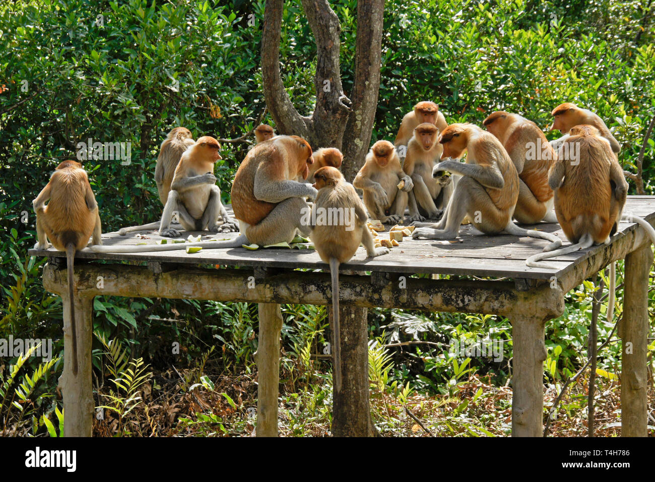 Groupe de proboscis (singes) bec long de manger sur l'alimentation de la plate-forme, Labuk Bay Proboscis Monkey Sanctuary, Sandakan, Sabah (Bornéo), Malaisie Banque D'Images