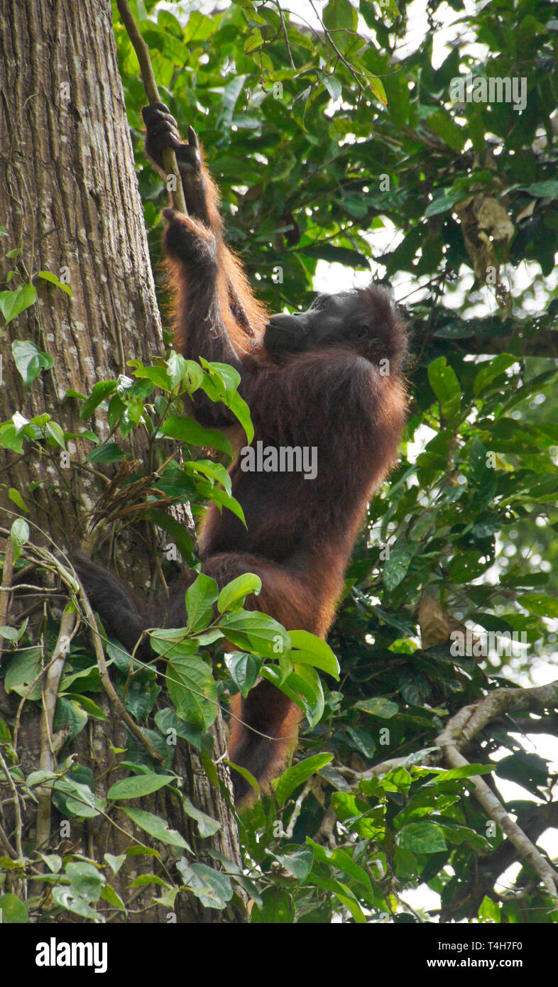 L'orang-outan de Bornéo plante grimpante sur arbre à Sepilok Orang Utan Centre de réadaptation, Sandakan, Sabah (Bornéo), Malaisie Banque D'Images