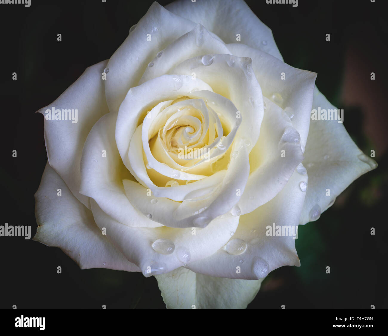 Macro ou un gros plan d'une fleur rose blanche avec des gouttelettes de pluie sur elle Banque D'Images