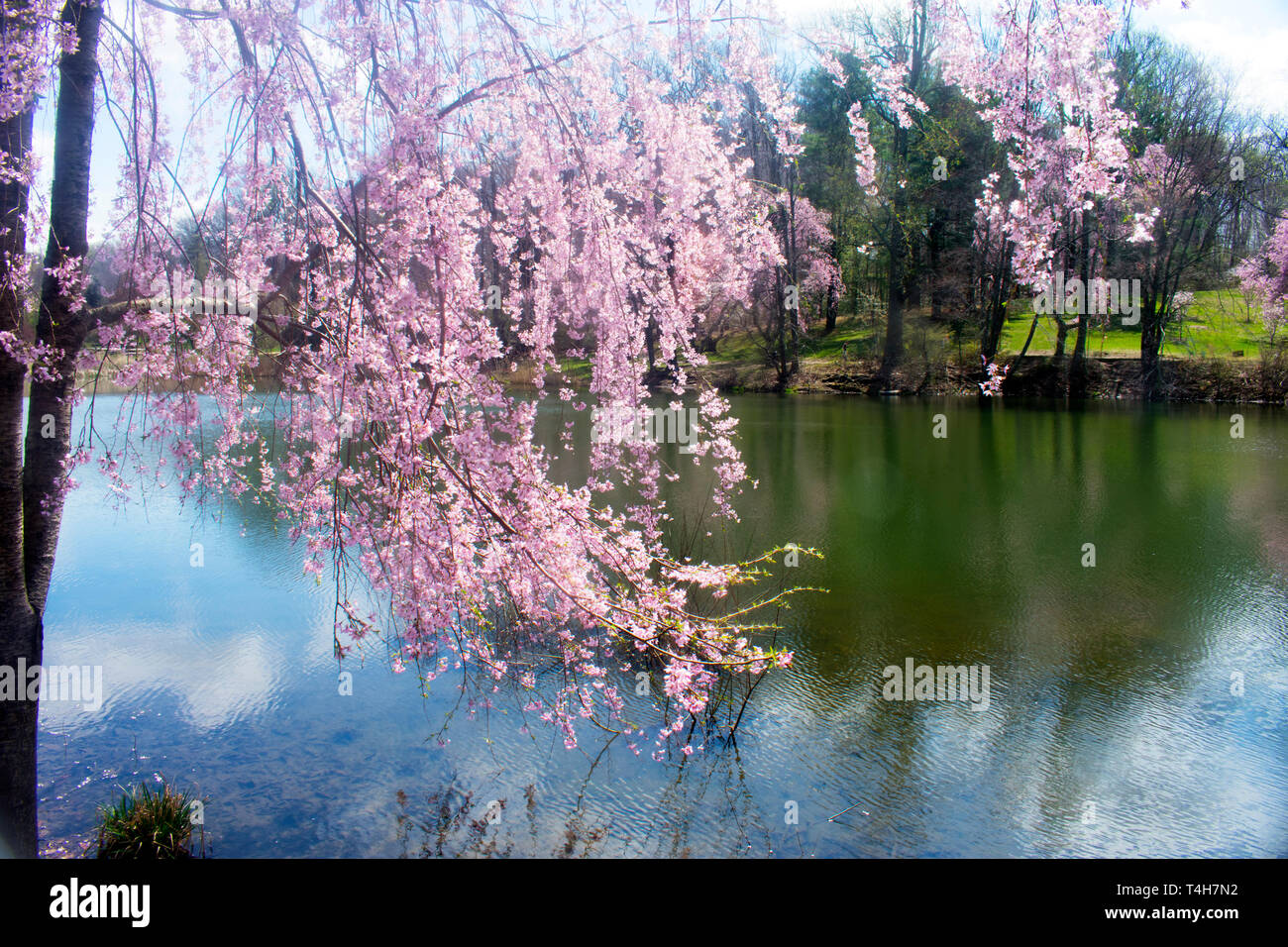 Cerisiers entourant le lac au parc de Holmdel (New Jersey), au début du printemps Banque D'Images