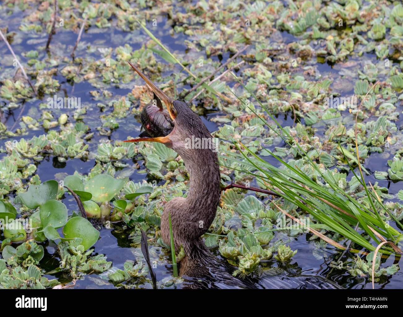 L'anhinga a également appelé l'American vert, Snake et beaucoup d'autres noms d'oiseaux est parfois vu dans les eaux de pêche le long du sentier de la Chua Banque D'Images