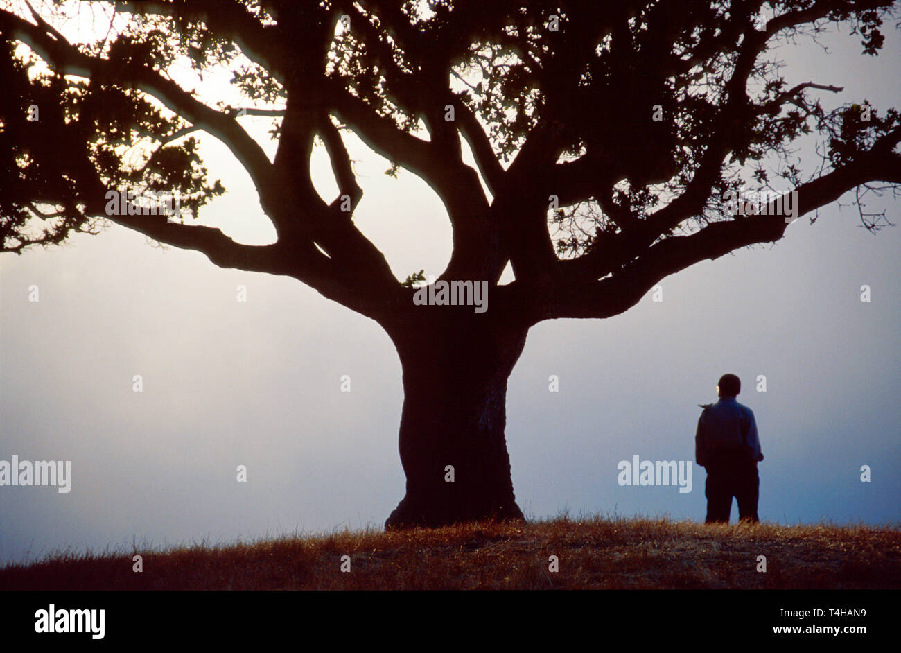 California San Mateo County Interstate 280 surplombe l'homme de brouillard d'arbre près de San Andreas Fault CA150, CA150 Banque D'Images