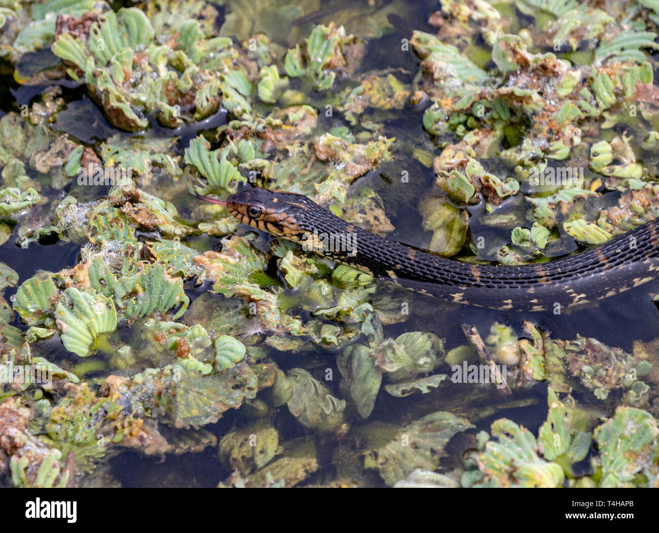 Serpent d'eau bagués dans l'eau le long du sentier de la Chua Banque D'Images