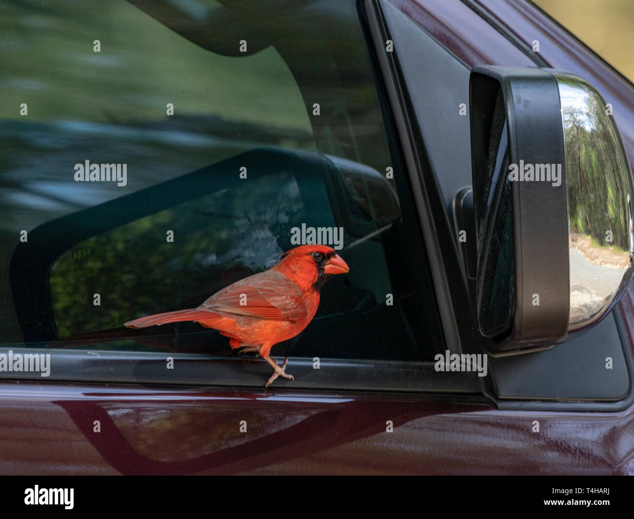 Lorsqu'un mâle Cardinal voit son reflet dans les surfaces en verre, il va souvent passer des heures à la lutte contre les intrus imaginaire Banque D'Images