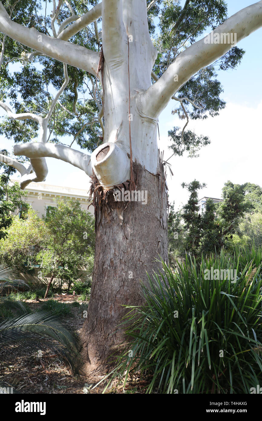 Inondé de la gomme ou gomme rose (Eucalyptus grandis) dans le Royal Botanic Garden, Sydney. Banque D'Images