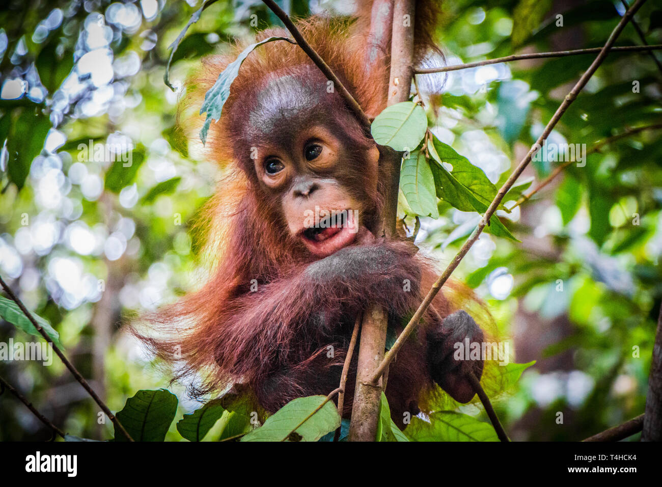 Bebe Le Plus Mignon Du Monde Pend De L Orang Outan Dans Un Arbre Dans Les Jungles De Borneo Avec Bouche Ouverte Photo Stock Alamy