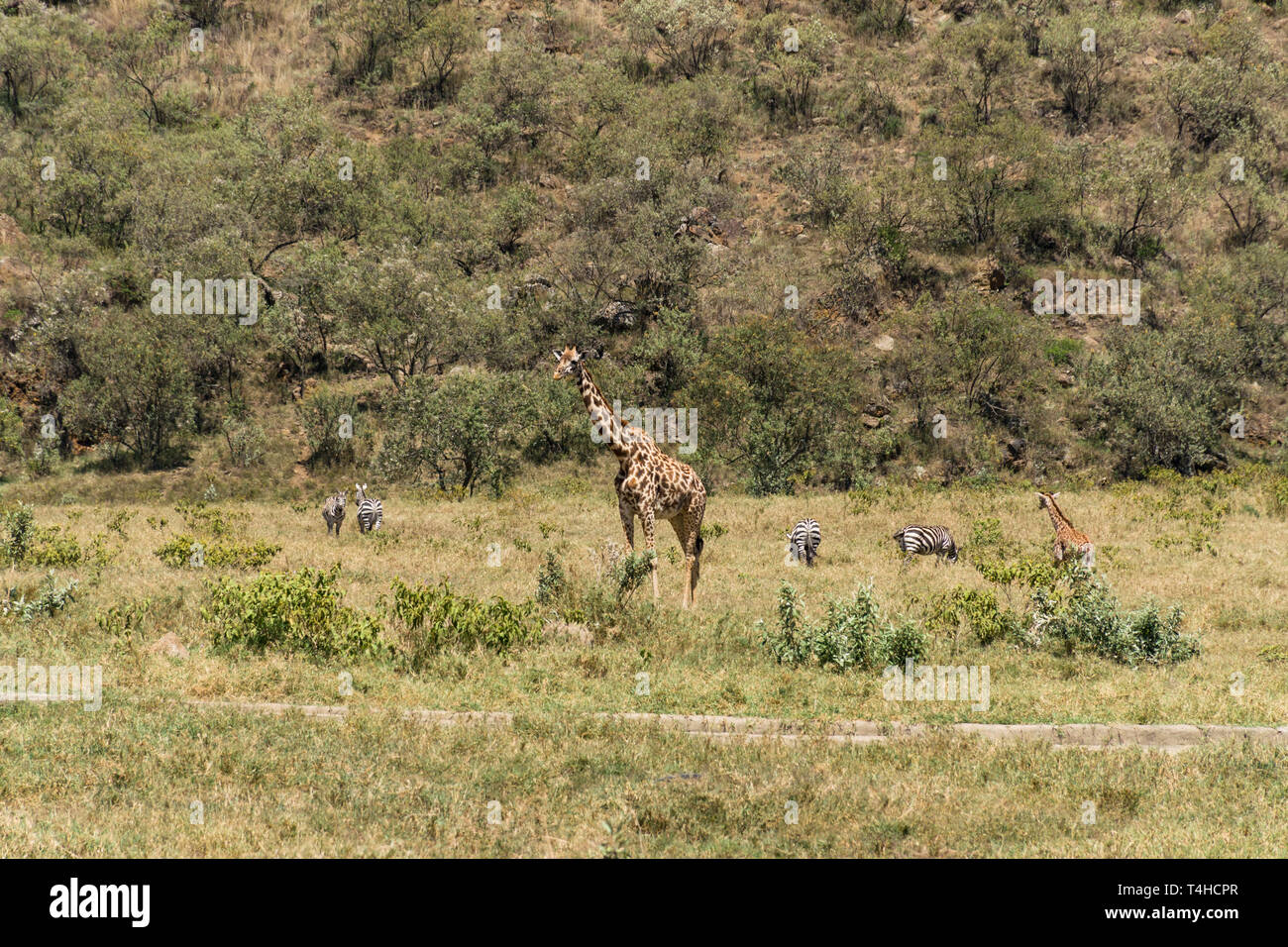 Le Masai Giraffe et zèbres, Hells Gate National Park, Kenya Banque D'Images