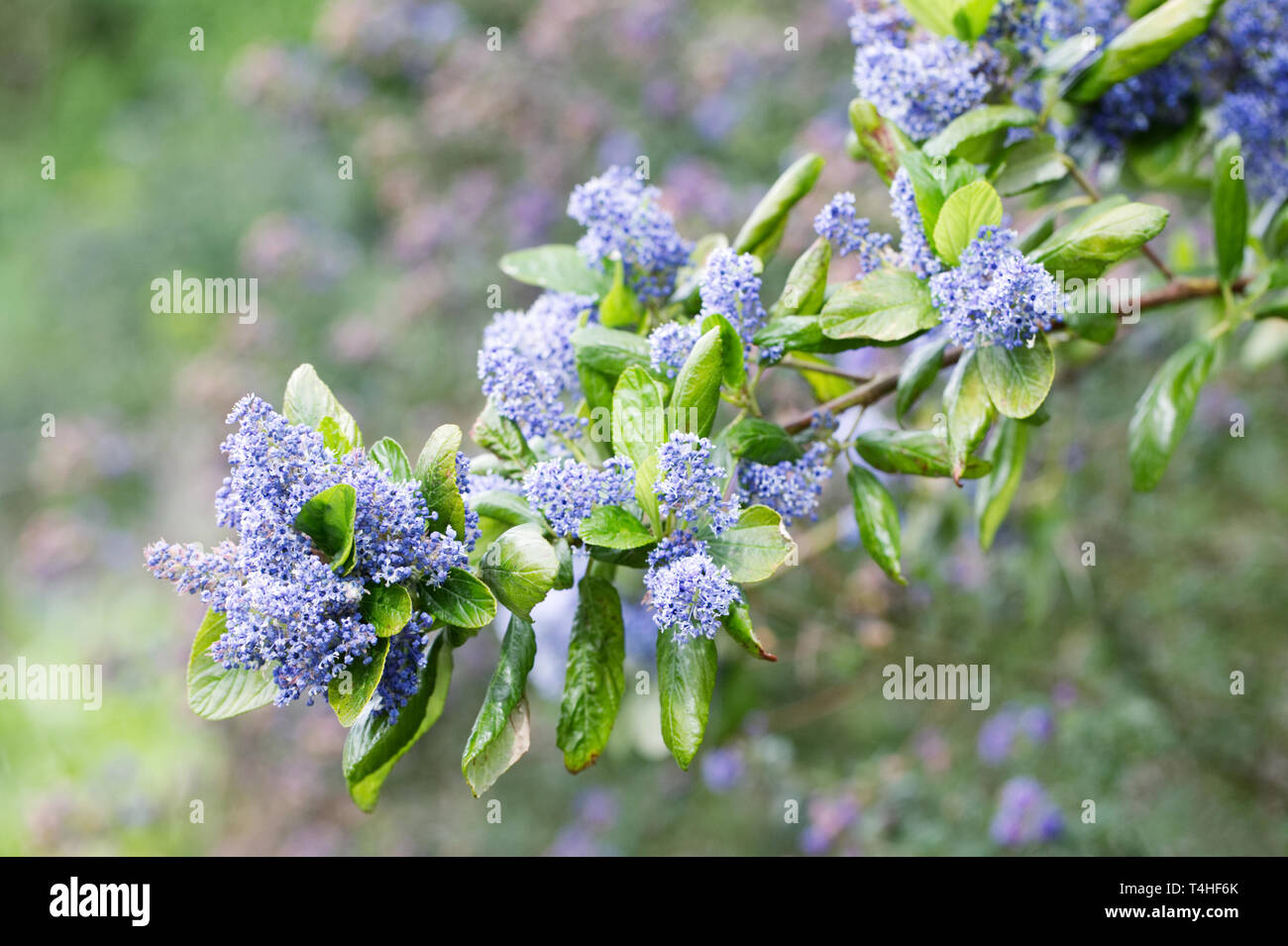 Ceanothus arboreus 'Trewithin Blue' fleurs. Banque D'Images