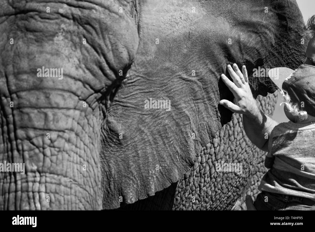 Main de l'caresser un éléphant d'Afrique, photographié à Knysna Elephant Park de la Garden Route, Western Cape, Afrique du Sud Banque D'Images