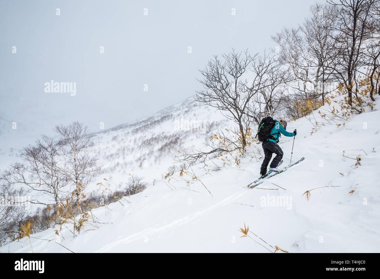 Randonnées en amont dans les skis de télémark, une jeune femme monte près de Niseko Mountain dans l'arrière-pays de Hokkaido, Japon. La poudre de l'arrière-pays du ski. Banque D'Images