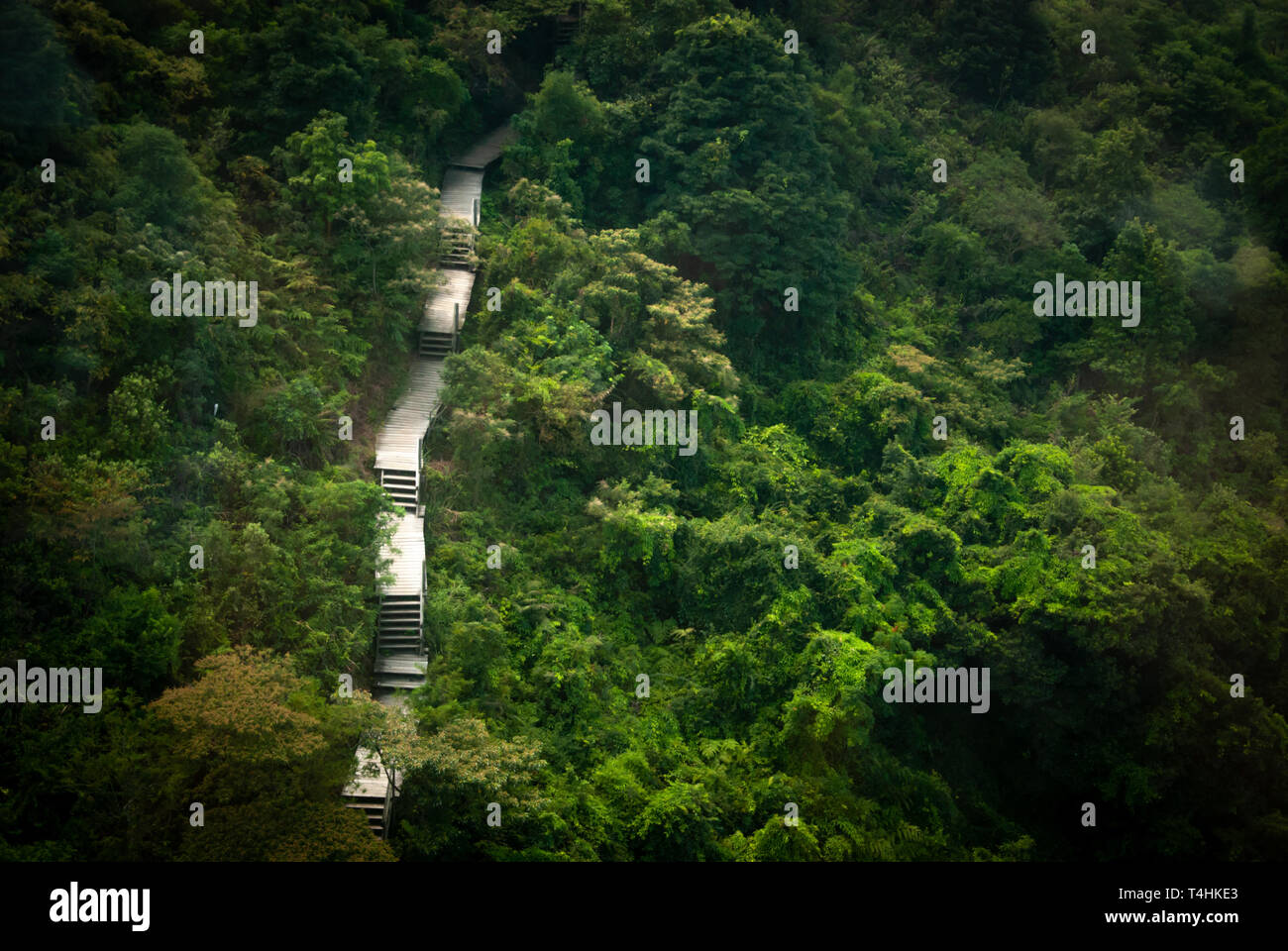 Parcours jungle. Une promenade à travers la forêt profonde. Vue aérienne Banque D'Images Parcours jungle. Une promenade à travers la forêt profonde. Vue aérienne Banque D'Images