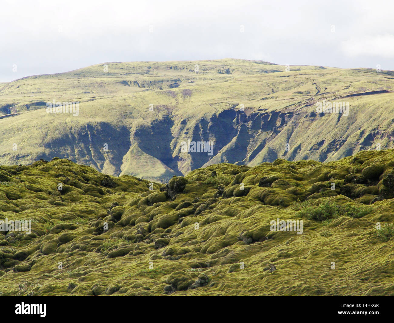 Champ de lave couvert de mousse d'Islande Banque D'Images