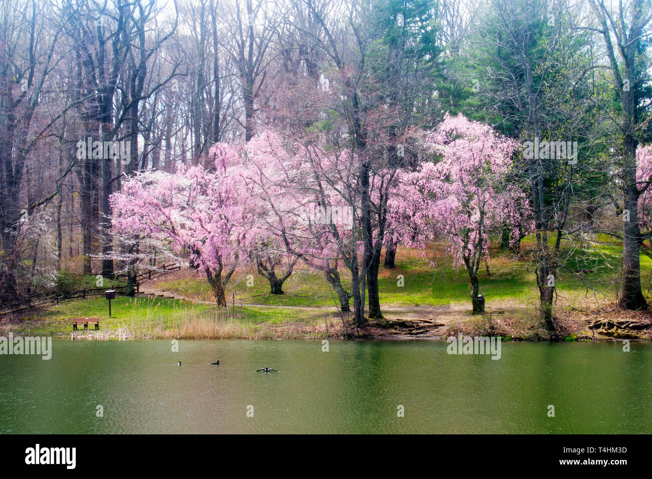 Cerisiers entourant le lac au parc de Holmdel (New Jersey), au début du printemps Banque D'Images