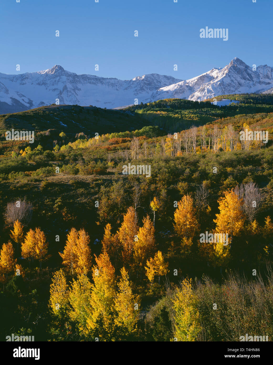 USA, Colorado, Uncompahgre National Forest, lever du soleil sur la neige légère de sommets enneigés le Sneffels et gamme de couleur automne tremble. Banque D'Images