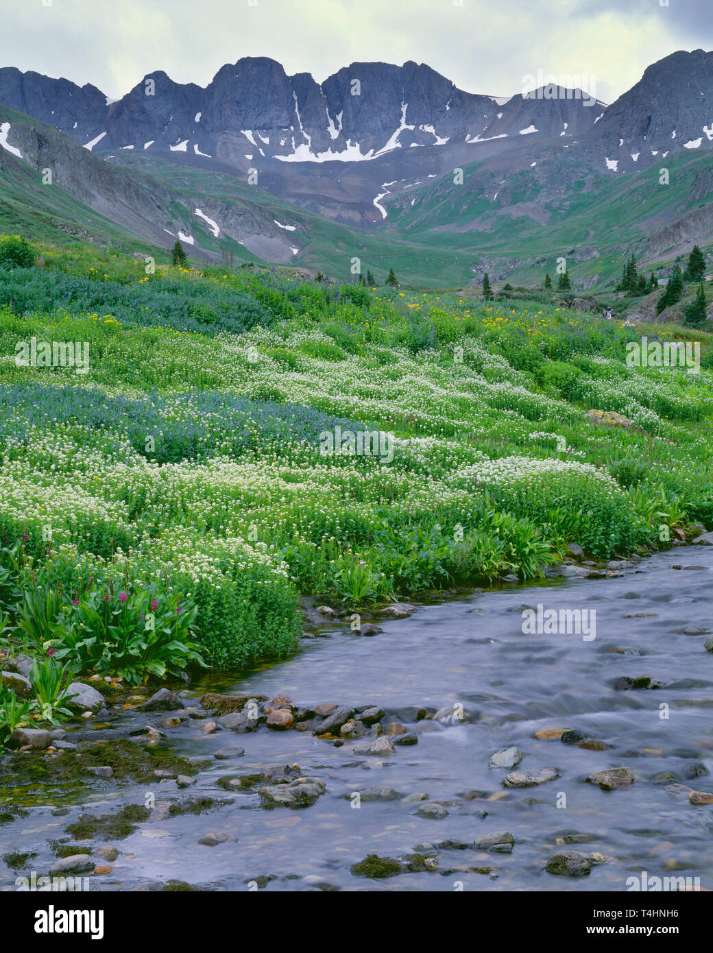 USA, Californie, San Juan Mountains, Sommet de l'Amérique et les montagnes au-dessus de fleurs sauvages en fleurs et la région de Gunnison River dans le bassin américain. Banque D'Images