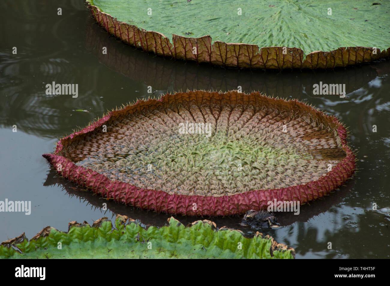 Chiang Mai Thailand, nénuphar géant sur l étang à Wat Jetlin Banque D'Images