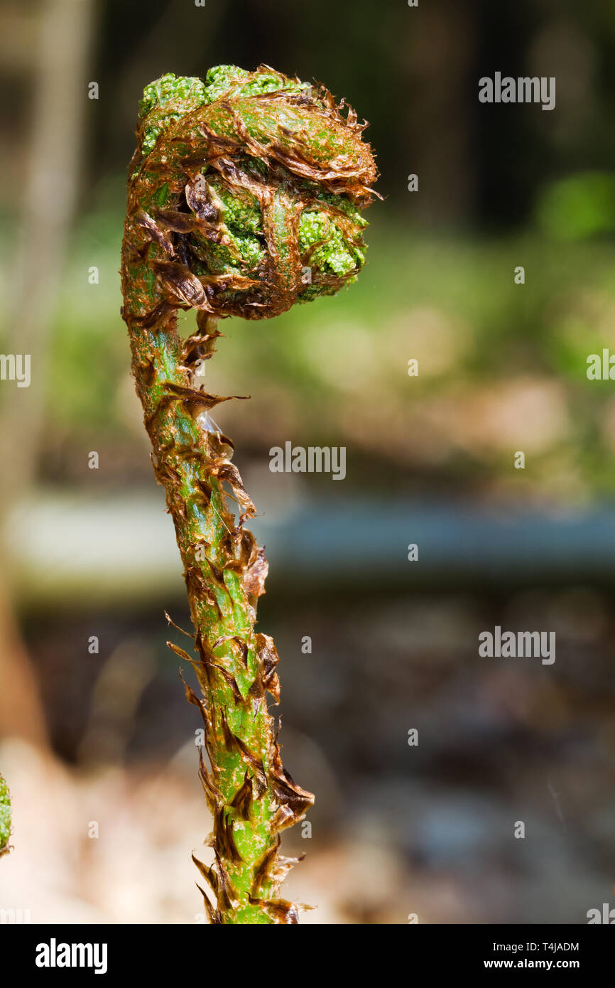 Le dépliage de la feuille large buckler fern au printemps Banque D'Images